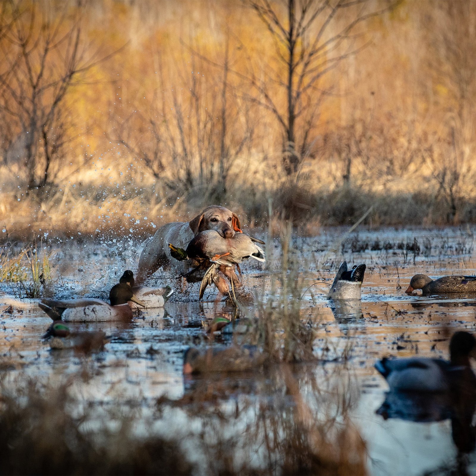 Magnum Mallard - Image 5