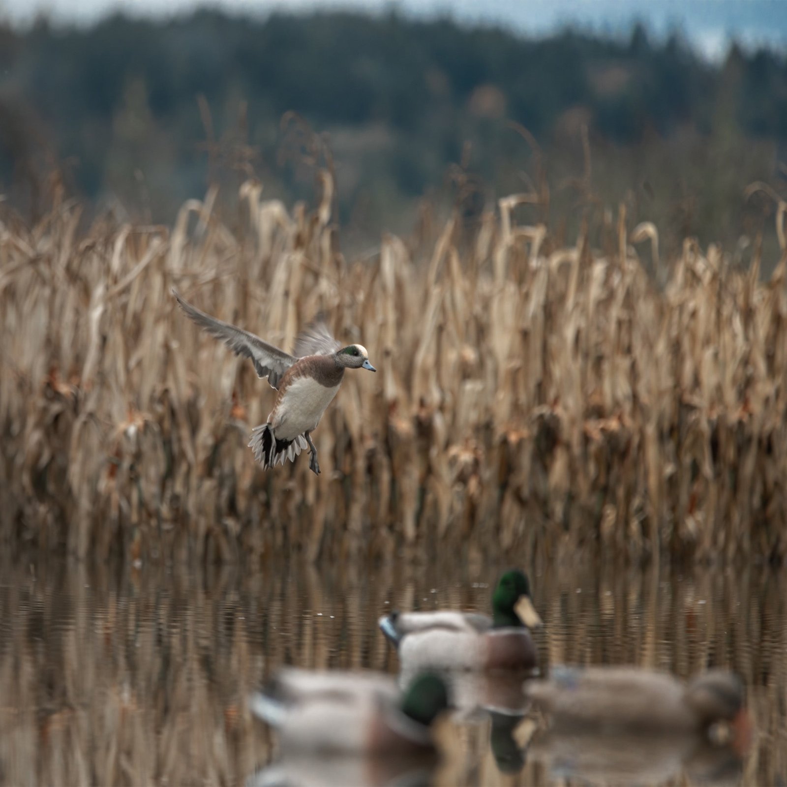 Magnum Mallard - Image 4
